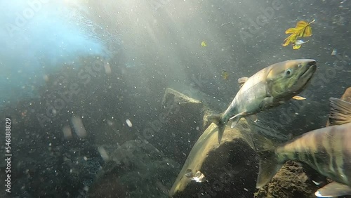 Underwater video of chum salmon in Rausu, Shiretoko, Hokkaido