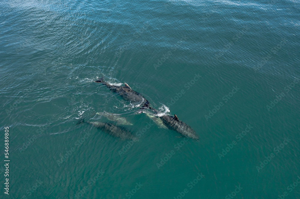 A Pod of Wild Dolphins Swimming in the Ocean A Pod of Wild Dolphins Swimming in the Ocean