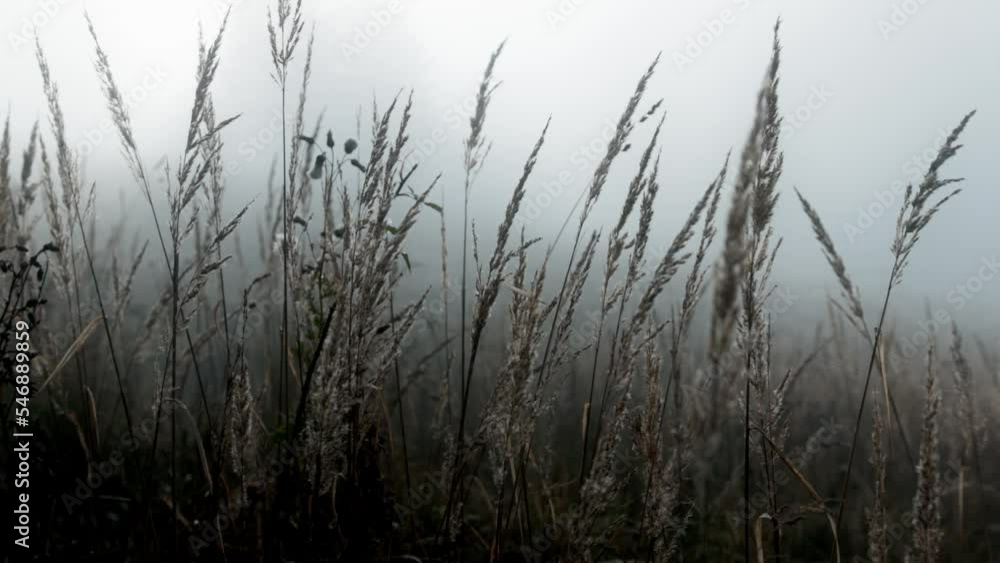 reeds in the morning reeds in the morning