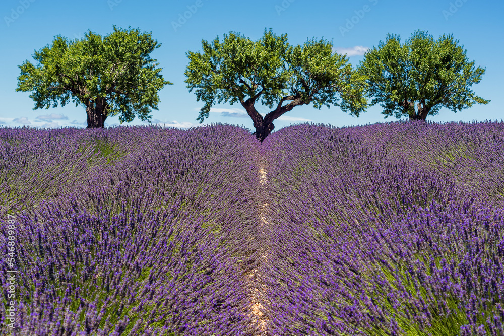 Fototapeta premium Scenic view of lavender field in Provence with three almond trees in summer daylight