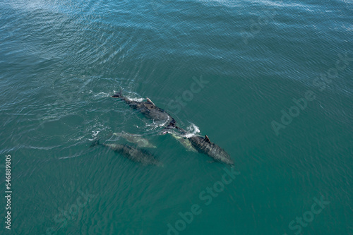 A Pod of Wild Dolphins Swimming in the Ocean