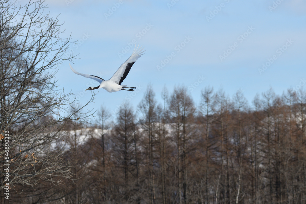 Bird watching, red-crowned crane, in
 winter