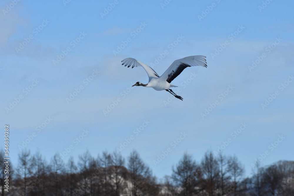 Bird watching, red-crowned crane, in
winter Bird watching, red-crowned crane, in
winter