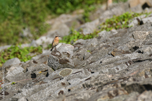 Northern wheatear (Oenanthe oenanthe) male, a small colorful migratory bird. The bird stands on the rocky shore of the lake.