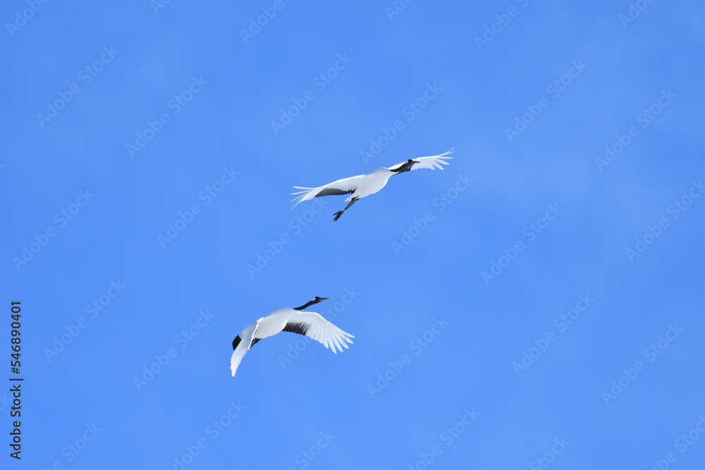 Obraz premium Bird watching, red-crowned crane, in winter