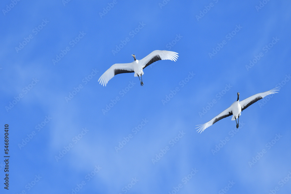 Bird watching, red-crowned crane, in
winter Bird watching, red-crowned crane, in
winter