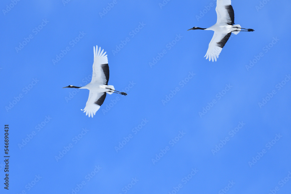 Bird watching, red-crowned crane, in
winter Bird watching, red-crowned crane, in
winter