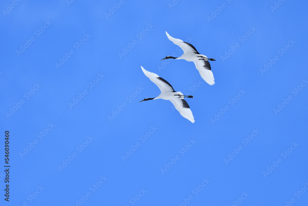 Fototapeta premium Bird watching, red-crowned crane, in winter