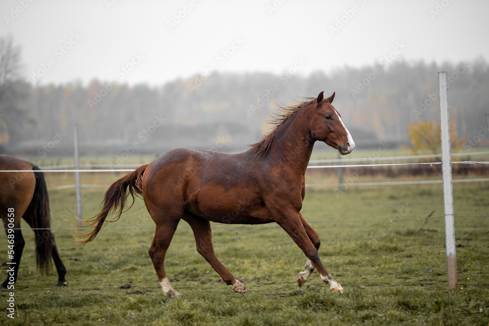 Fototapeta premium Beautiful young horses gallop across the green field
