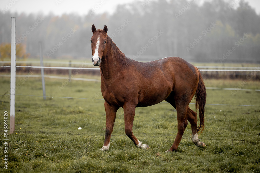 Beautiful young horses gallop across the green field Beautiful young horses gallop across the green field