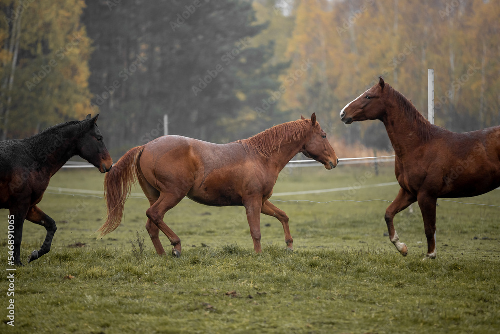 Beautiful young horses gallop across the green field
