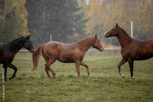Beautiful young horses gallop across the green field