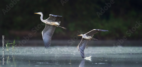 Grey herons flying, flies over the water looking for food, habitat, Ardea cinerea. photo