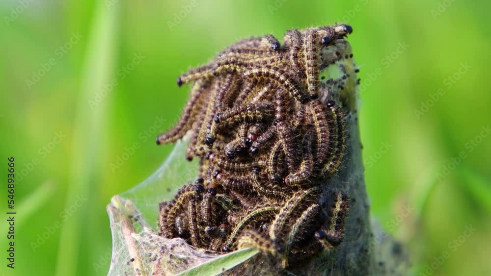 Nest with Tortoiseshell butterfly caterpillars on a common stinging nettle, also called Aglais urticae or kleiner Fuchs