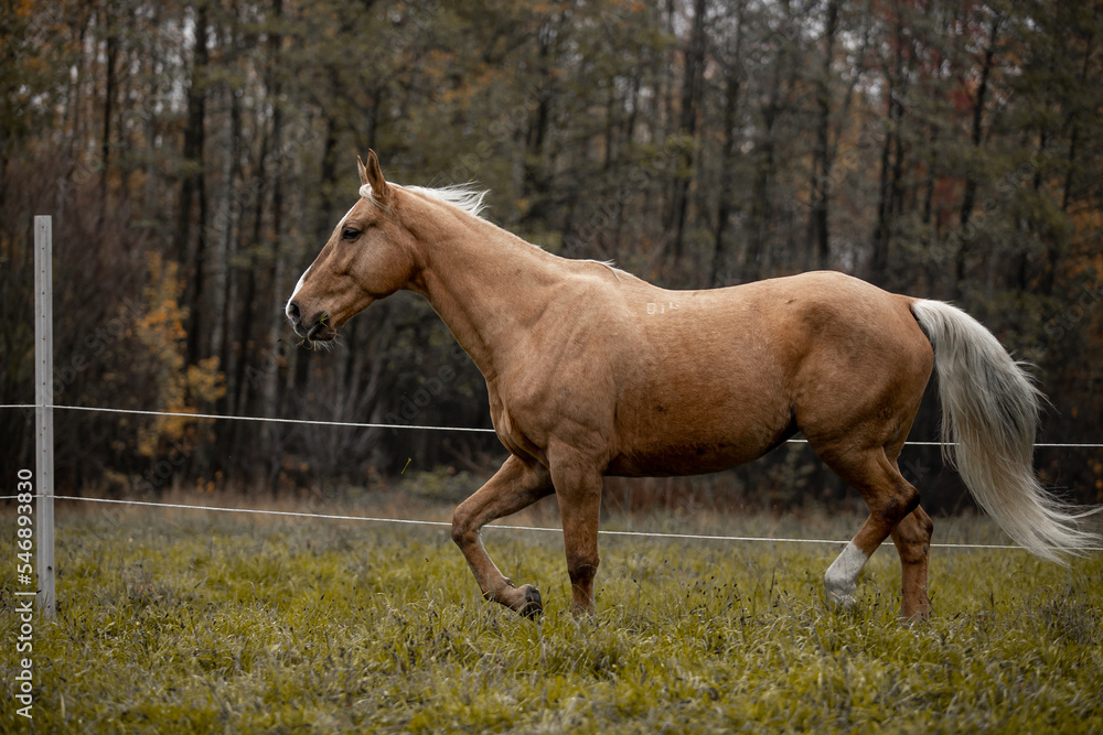 A beautiful horse gallops across a green field A beautiful horse gallops across a green field