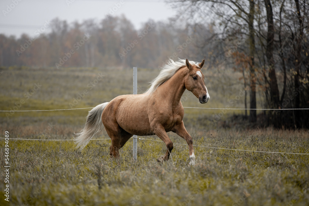 A beautiful horse gallops across a green field A beautiful horse gallops across a green field