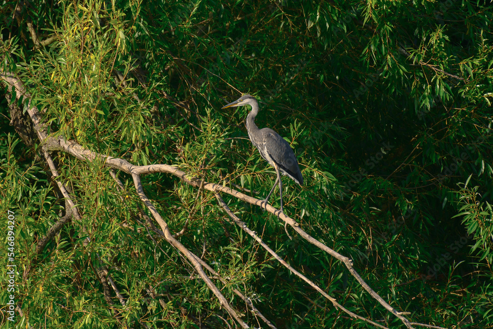 Fototapeta premium Gray Heron (Ardea cinerea) - a large water bird with gray plumage and a long neck. The bird stands on a tree branch and looks around among the green branches.