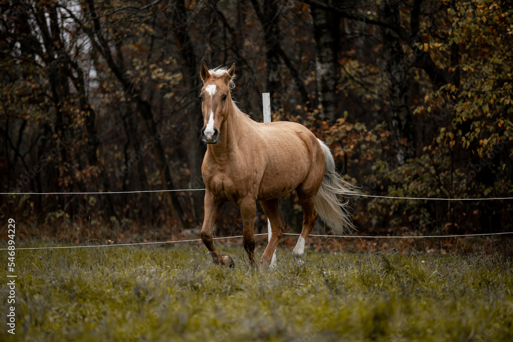 A beautiful horse gallops across a green field A beautiful horse gallops across a green field