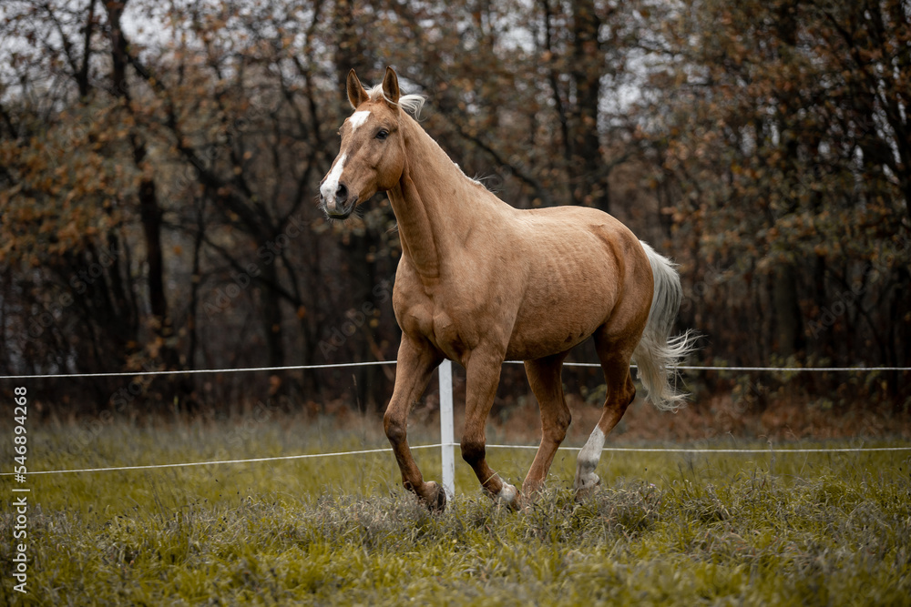 A beautiful horse gallops across a green field A beautiful horse gallops across a green field