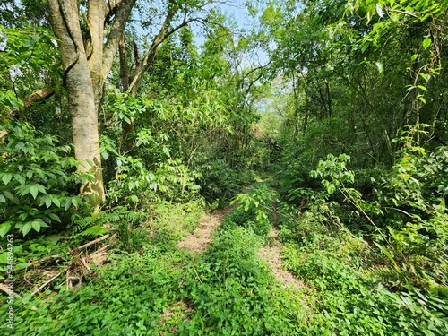 Caminho na Selva