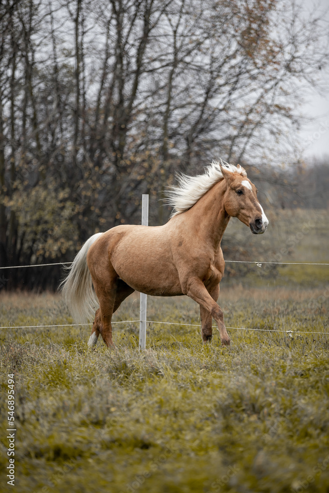 Obraz premium A beautiful horse gallops across a green field