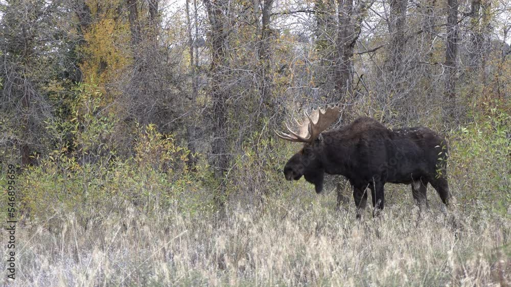 Bull Moose During the Rut in Wyoming in Autumn Bull Moose During the Rut in Wyoming in Autumn