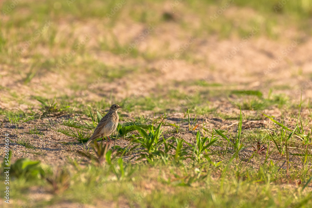 Eurasian skylark (Alauda arvensis) a small bird with brown plumage sits on the ground among green vegetation, sunny summer day.