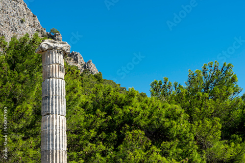 Column of temple of Athena Polias in Priene, Aydın, Turkey with beautiful green pine trees and blue sky on the background. Copy space for text.  photo