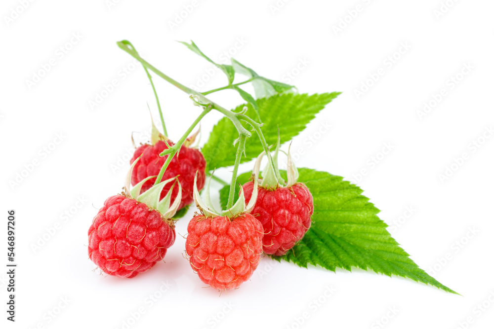Red ripe raspberries with green leaves on a white background, summer berries. Red ripe raspberries with green leaves on a white background, summer berries.