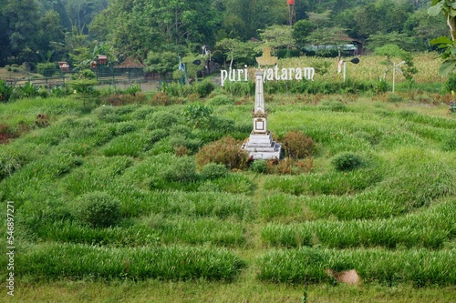 rice fields