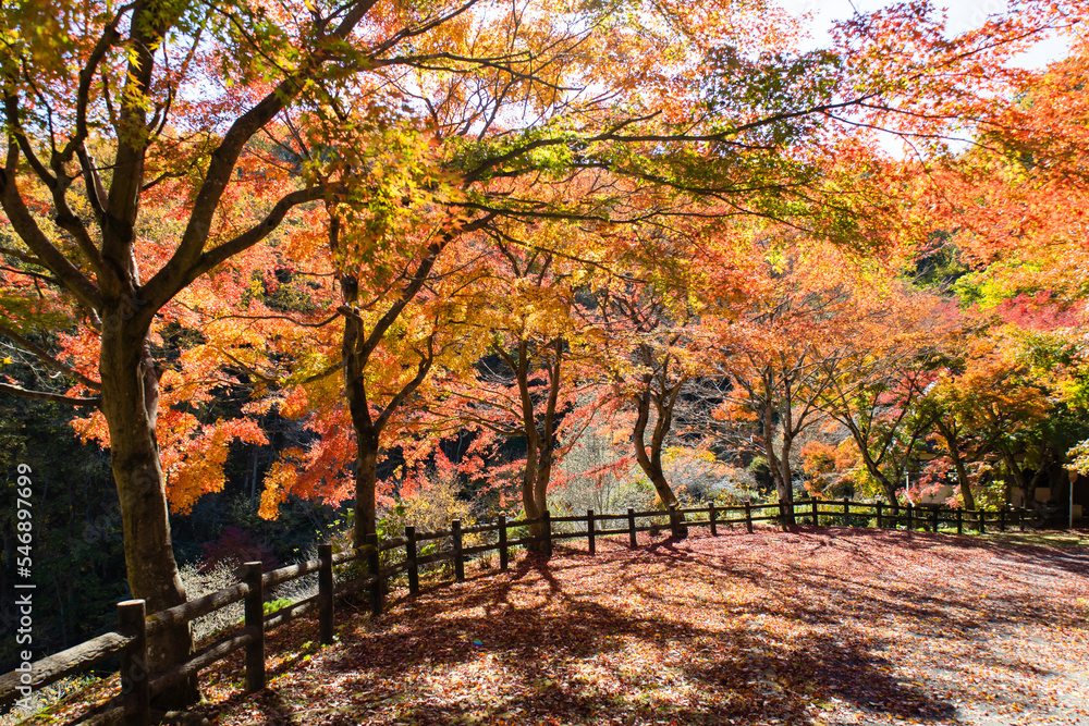 Naklejka premium 赤に染まりつつあるモミジのある道