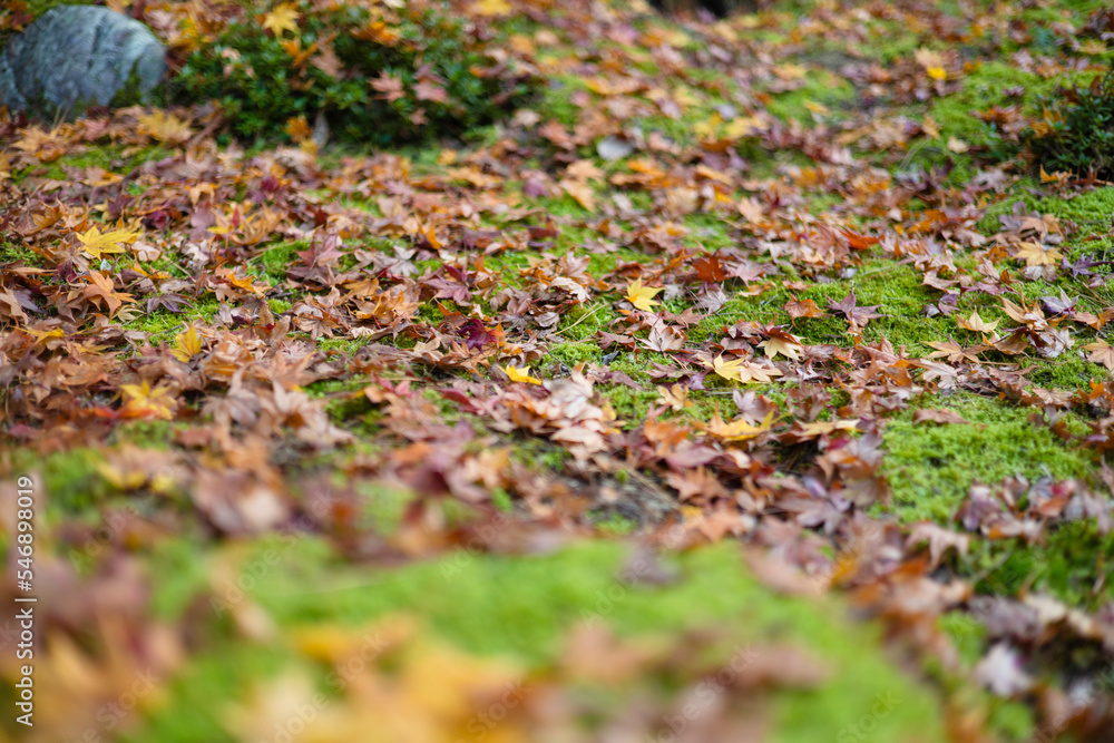 一面の苔の上に舞い落ちたモミジの落ち葉