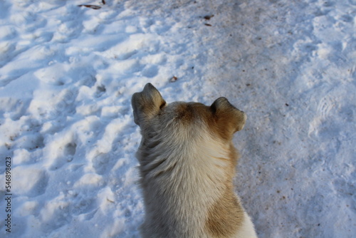 White Dog Rear View in Snow 