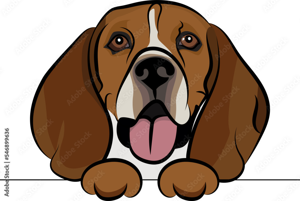Funny Beagle dog with paws over white wall, pocket vector illustration. Funny hunting dog smiling. Cute dog head on a white background. Hand-drawn mascot.