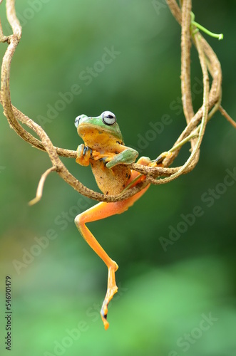 tree frog