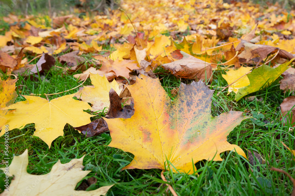 Obraz premium Autumn. Multicolored maple leaves lie on the grass.