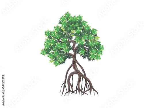 mangrove tree vector illustrations