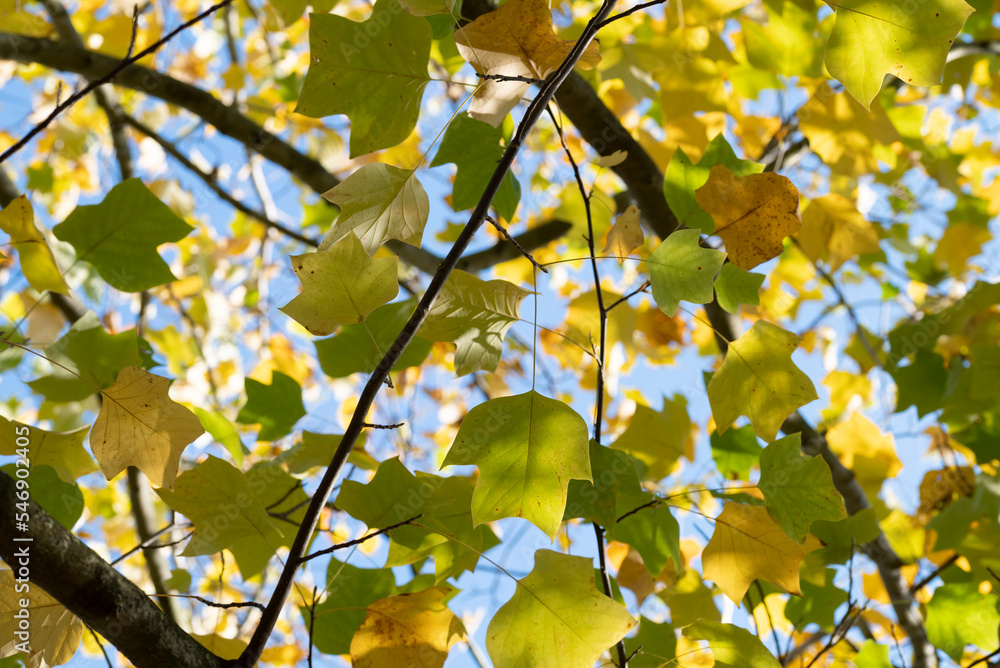 Sunlight on autumn yellow tree leaves on Liriodendron tree Sunlight on autumn yellow tree leaves on Liriodendron tree