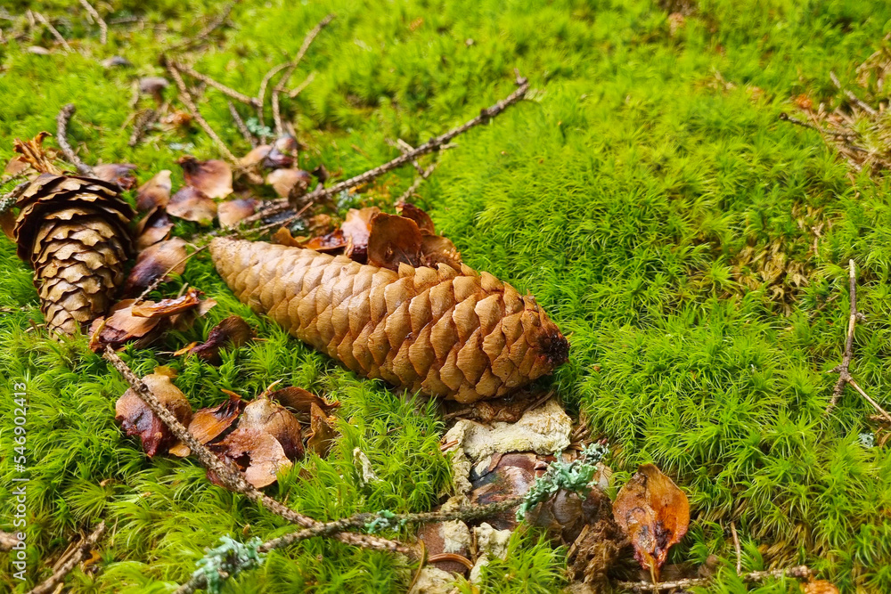 On the green moss lies a fallen pine cone. On the green moss lies a fallen pine cone.