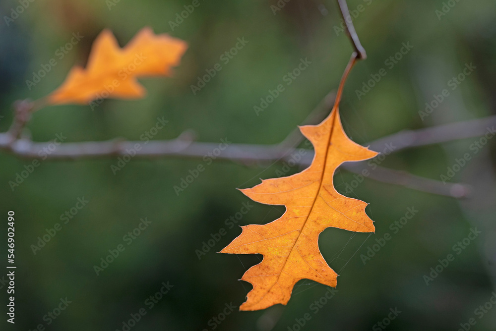 Fototapeta premium Two yellow brown oak leafs on autumn tree.