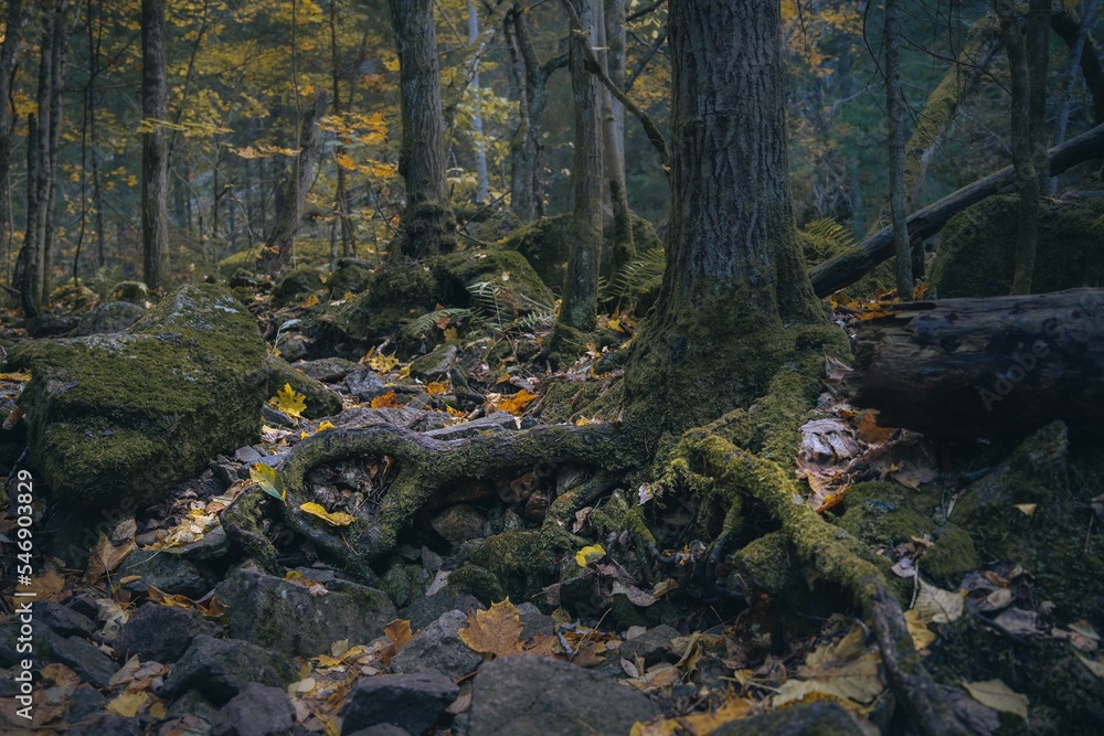 Fototapeta premium Scenic shot of a forest tree roots in fall