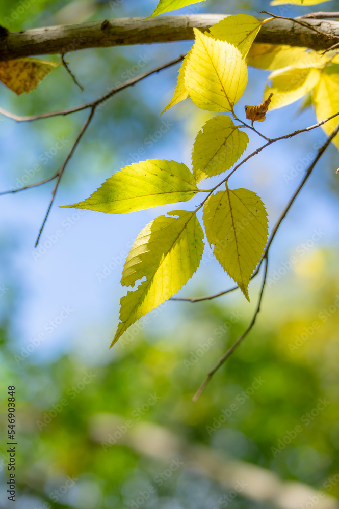 Obraz premium 秋に黄色く色づいた葉っぱ