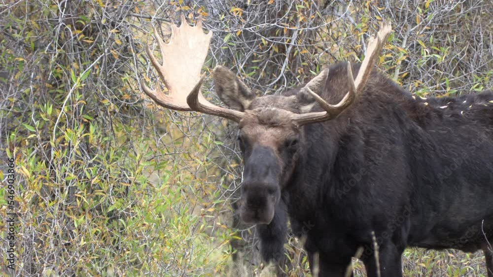Bull Moose During the Rut in Wyoming in Autumn Bull Moose During the Rut in Wyoming in Autumn