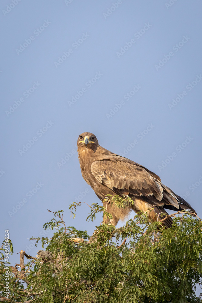Steppe eagle or Aquila nipalensis closeup perched on tree in natural blue sky background during winter migration at jorbeer conservation reserve bikaner rajasthan india asia Steppe eagle or Aquila nipalensis closeup perched on tree in natural blue sky background during winter migration at jorbeer conservation reserve bikaner rajasthan india asia