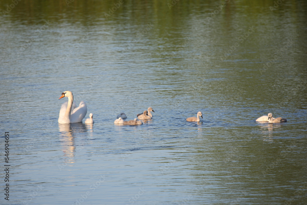 Fototapeta premium Höckerschwan / Mute swan / Cygnus olor..
