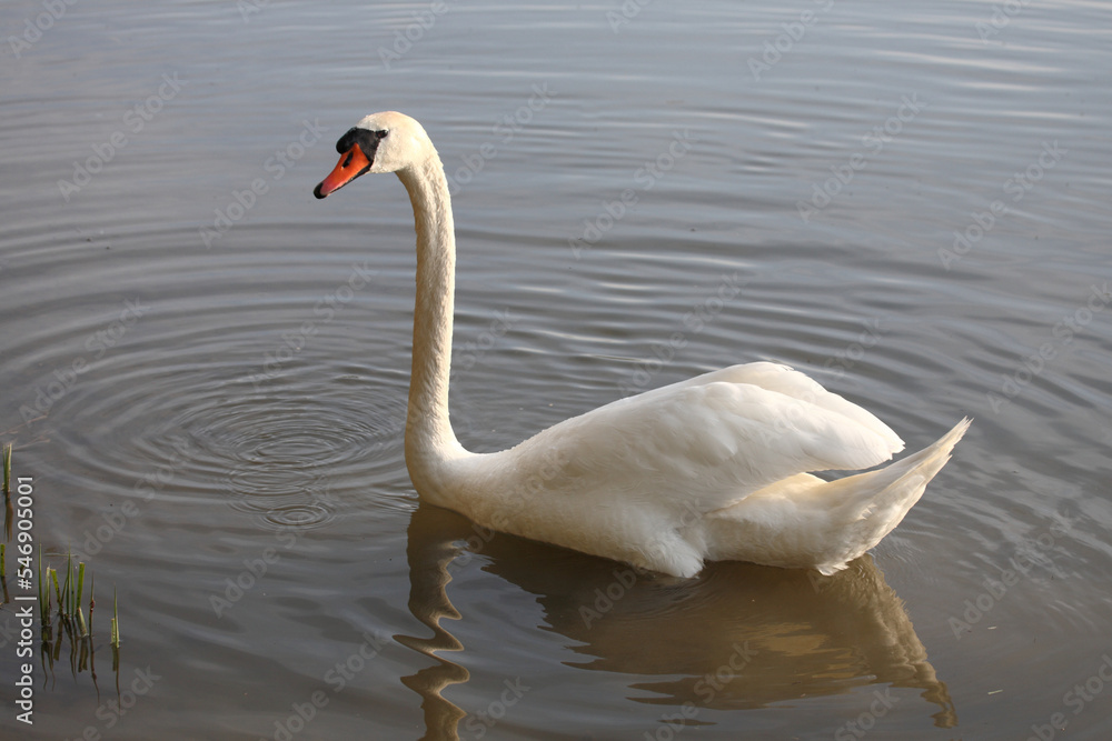 Höckerschwan / Mute swan / Cygnus olor Höckerschwan / Mute swan / Cygnus olor