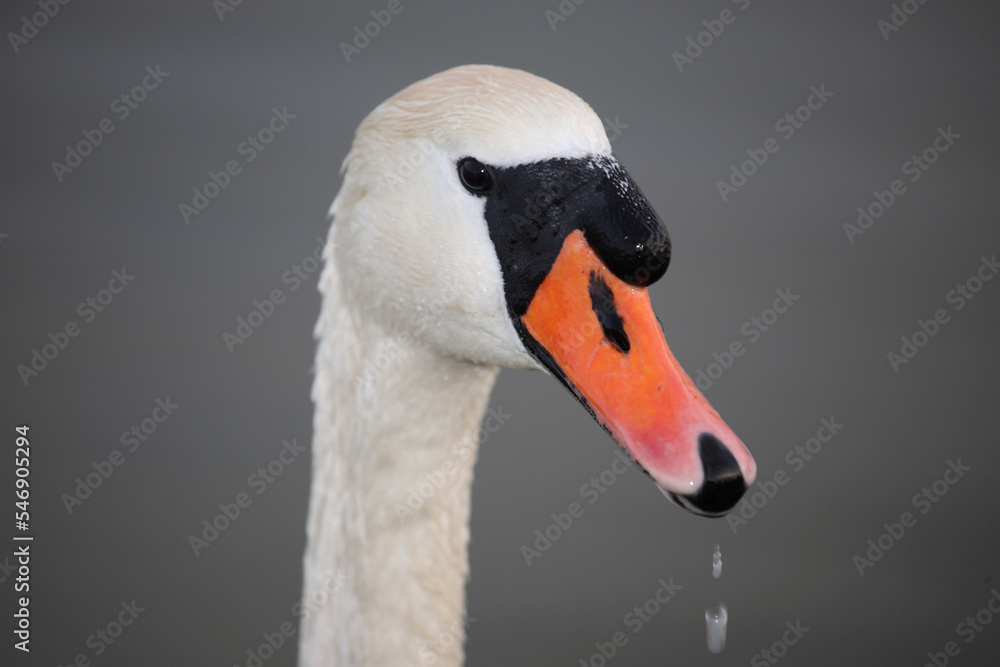 Höckerschwan / Mute swan / Cygnus olor Höckerschwan / Mute swan / Cygnus olor