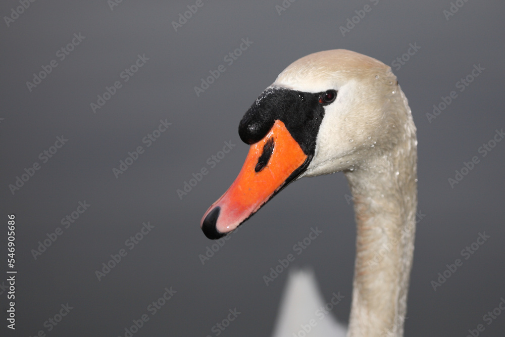 Fototapeta premium Höckerschwan / Mute swan / Cygnus olor
