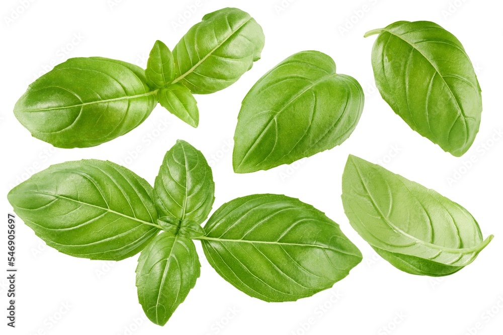 Basil leaves isolated on white background, collection Basil leaves isolated on white background, collection