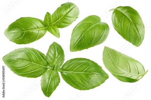 Basil leaves isolated on white background, collection